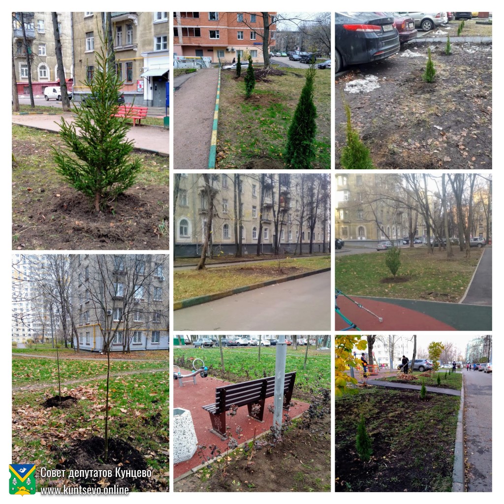 Провели посадки деревьев и кустарников в районе.