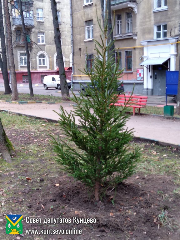Провели посадки деревьев и кустарников в районе. 6