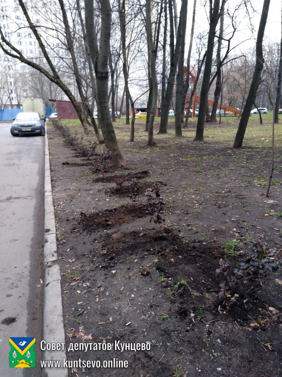 Провели посадки деревьев и кустарников в районе. 10