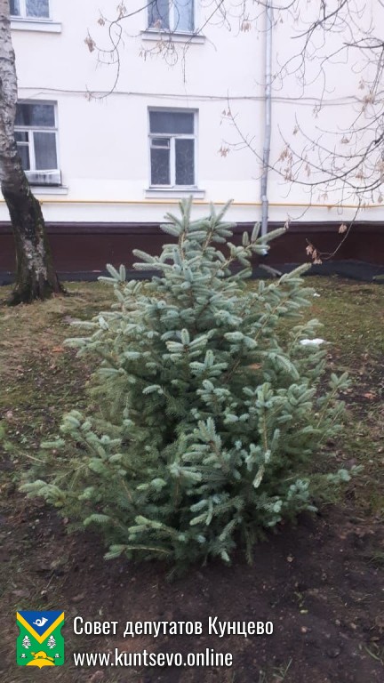 Провели посадки деревьев и кустарников в районе. 9